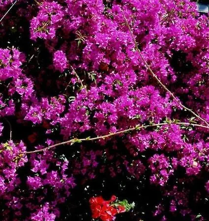 Semesterbostad Casa Burra